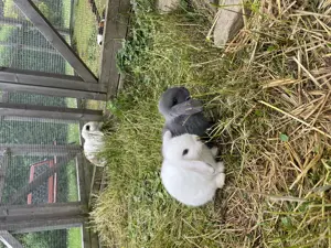 Minilop - Zwergwidder  Bild 8