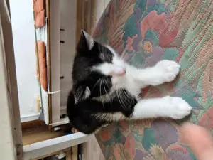3 süße Kitten zum abgeben  Bild 3