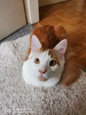 jünger süßer Kater sucht ein liebevolles zuhause