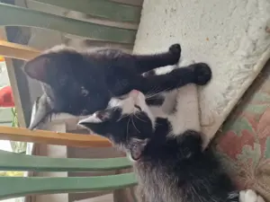 3 süße Kitten zum abgeben 