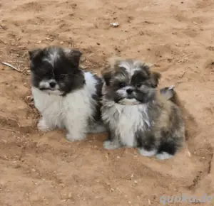 kleine Shih Tzu Mischlinge 