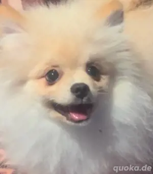 Reinrassige Pomeranian Zwergspitz welpen