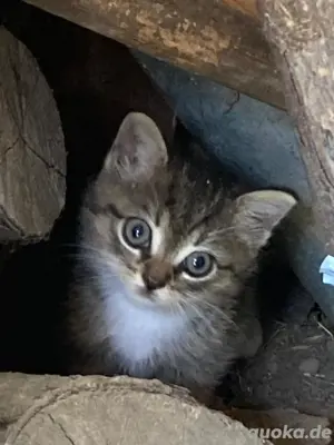 Katzenbabys zur Abgabe