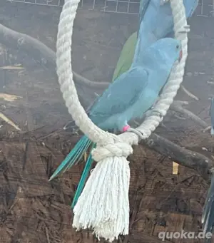 nestjunge Halsbandsittiche