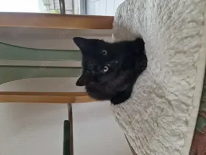 3 süße Kitten zum abgeben  Bild 4
