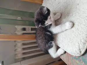 3 süße Kitten zum abgeben  Bild 5