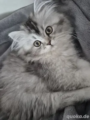 wunderschönes BKH   BLH Kitten Bild 3