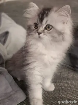wunderschönes BKH   BLH Kitten Bild 2