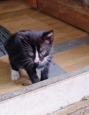 Katzenkinder 