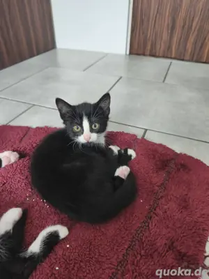 Babykatze, Kitten