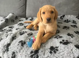 Gesunde männliche und weibliche Labrador-Welpen zu verkaufen
