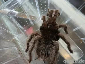 Vogelspinne Pamphobeteus Machala 0.1