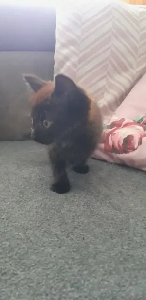 Süsse 10 Wochen altes Katzen Weibchen 