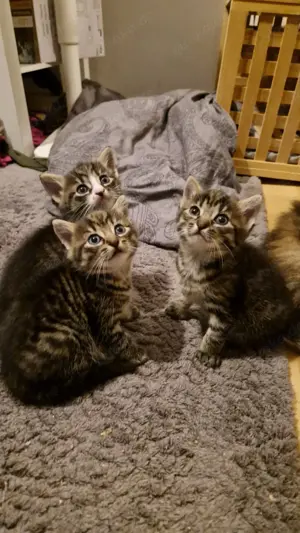 Katzenbabys  Mischling
