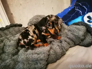 Zwergdackel Merle Hündin 