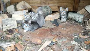 Bildschöne BKH Waldkatzen Mischlinge 12 Wochen 