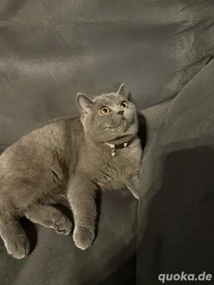 Britisch kurtzhaar Bkh katze grau
