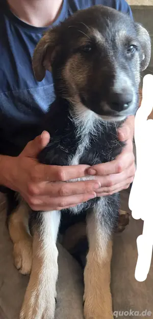 hunde welpe abzugeben 
