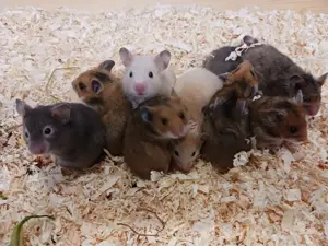 Goldhamsterbabys in vier Farben