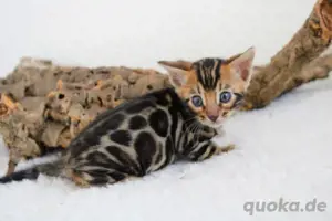 Bengalkatze 