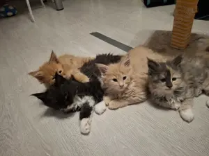 Maine Coon Kitten reinrassig 