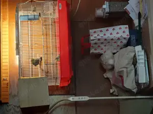 Harzer roller kanarienvögel Pärchen 