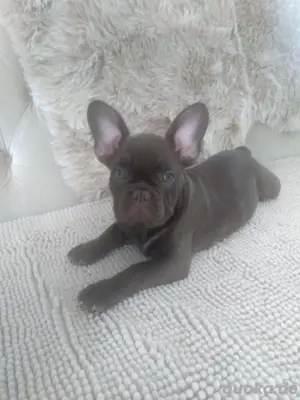 Französische bulldogge ( Rüde)