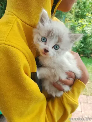 Maine Coon Kitten Mix