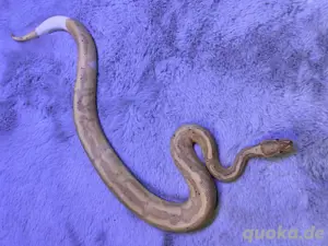 1.0 Banana Pied dnz 23 