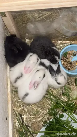 hasen kannichen 