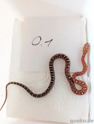 0.1 Scaleless 66% het Palmetto Kornnatter 