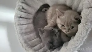 BKH Katzenbabys 
