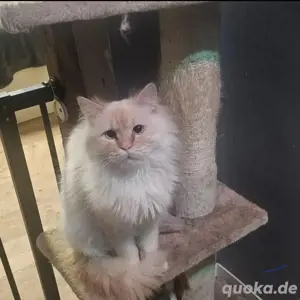 ragdollMix Kitte