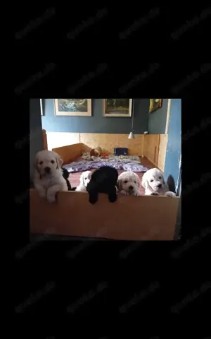 Golden Doodle Welpen