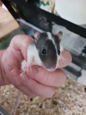 Neue Rattenbabys bald auszugsbereit