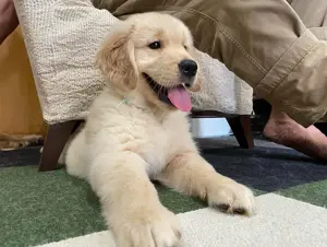 Golden Retriever Welpen