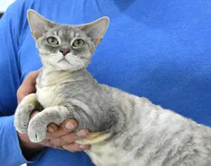 Devon Rex Kater , reinrassig mit Ahnentafel .