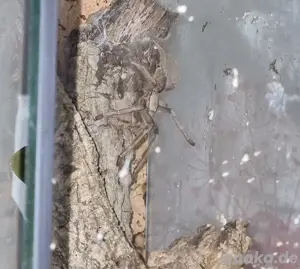 Cyriopagopus Hati Hati 1.0