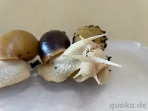 Lissachatina fulica