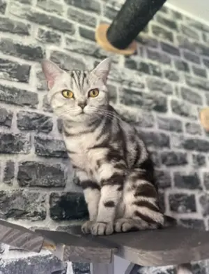 Traumhafte junge BKH Dame 