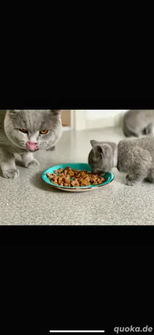 Britisch Kurzhaar Kitten   10 Wochen   geimpft und gesund