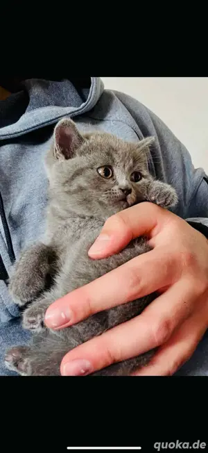 Britisch Kurzhaar Kitten   10 Wochen   geimpft und gesund