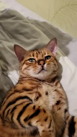 Katze (1,5 J., weiblich, kastriert)