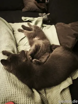 BKH Katzen 