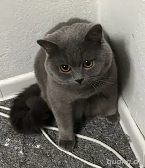 BKH Deckkater