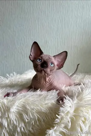 Entzückendes Sphynx-Kätzchen zu verkaufen