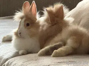 hasen löwenköpfchen