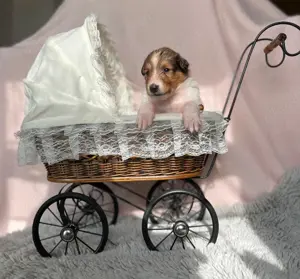Collie welpen amerikanische Linie 