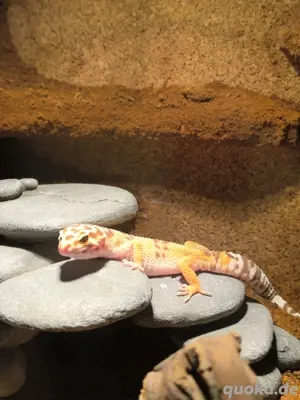 Leopardgecko männlich mit Terrarium abzugeben 