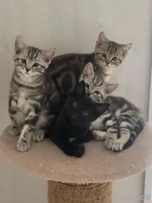 Britisch Kurzhaar Kitten (4 Kater) abgabebereit